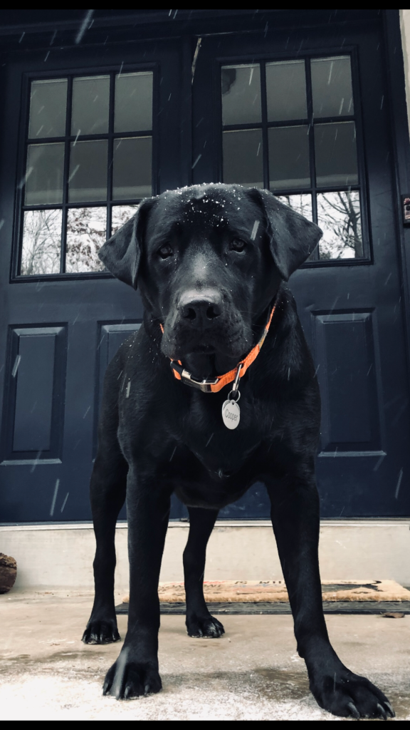 Black Dog at front door